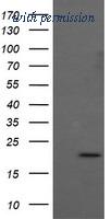 OriGene TA506235BM image 1