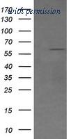 OriGene TA506236BM image 1