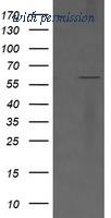 OriGene TA506239AM image 1