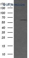 OriGene TA506279S image 1