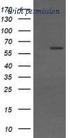 OriGene TA506280S image 1