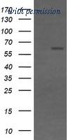 OriGene TA506285S image 1