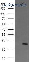 OriGene TA506321AM image 1