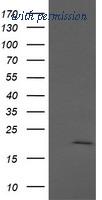 OriGene TA506323AM image 1