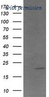 OriGene TA506325AM image 1