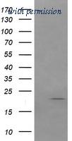 OriGene TA506326S image 1