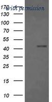 OriGene TA506331S image 1
