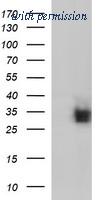 OriGene TA506337AM image 1
