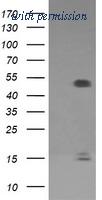 OriGene TA506351BM image 1