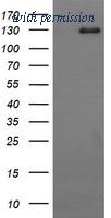 OriGene TA506382AM image 1