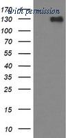 OriGene TA506383AM image 1