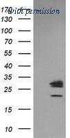 OriGene TA506398S image 1
