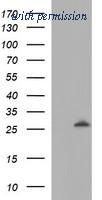 OriGene TA506401S image 1