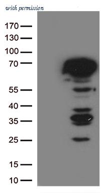 OriGene TA506414BM image 1