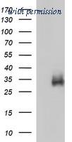 OriGene TA506440S image 1