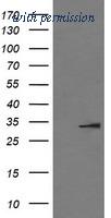 OriGene TA506443BM image 1