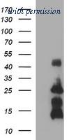 OriGene TA506513AM image 1