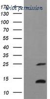 OriGene TA506514AM image 1