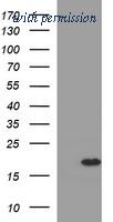 OriGene TA506533S image 1