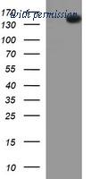 OriGene TA506534AM image 1
