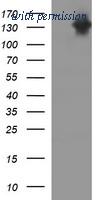 OriGene TA506559S image 1