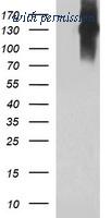 OriGene TA506563BM image 1