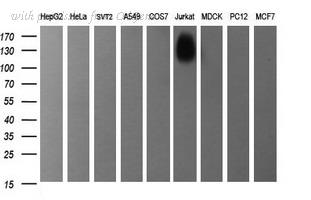 OriGene TA506566BM image 1