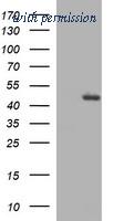 OriGene TA506584BM image 1