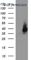 OriGene TA506619S image 1