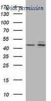 OriGene TA506623BM image 1