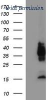 OriGene TA506624AM image 1