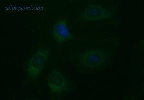 OriGene TA506626S image 1
