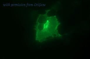 OriGene TA506627AM image 1