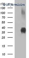 OriGene TA506628BM image 1