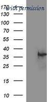 OriGene TA506637AM image 1