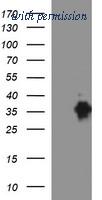 OriGene TA506641BM image 1