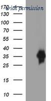 OriGene TA506643AM image 1