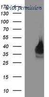 OriGene TA506649BM image 1