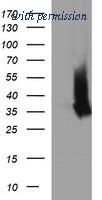 OriGene TA506652S image 1