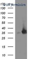 OriGene TA506657BM image 1