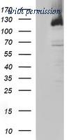 OriGene TA506658S image 1