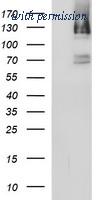 OriGene TA506683BM image 1