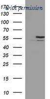 OriGene TA506684BM image 1