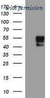 OriGene TA506688S image 1