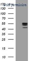 OriGene TA506689BM image 1