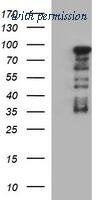 OriGene TA506701BM image 1