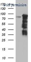 OriGene TA506702S image 1