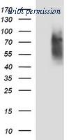 OriGene TA506727S image 1