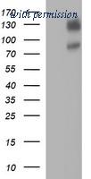 OriGene TA506728AM image 1