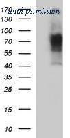 OriGene TA506729S image 1
